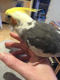 Lost Cockatiel