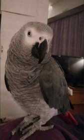 Lost African Grey