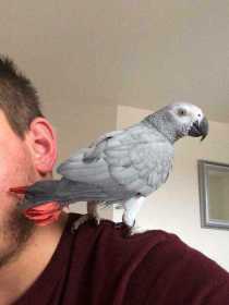 Lost African Grey