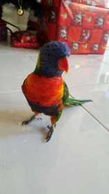 Lost Lory / Lorikeet