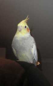 Lost Cockatiel