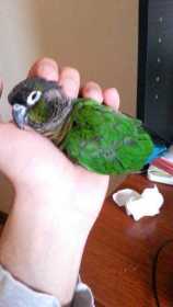 Lost Conure