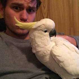 Lost Cockatoo