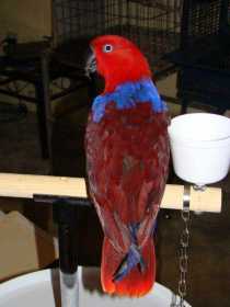 Lost Eclectus