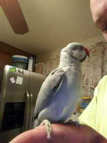 Lost Indian Ringneck Parakeet