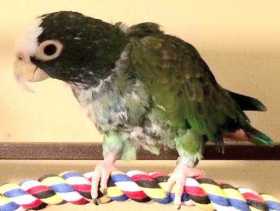 Lost Pionus