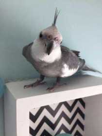 Lost Cockatiel