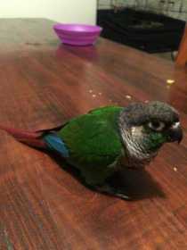 Lost Conure