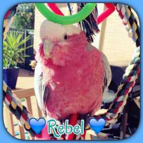 Lost Galah Cockatoo