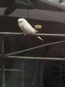 Lost Budgerigar