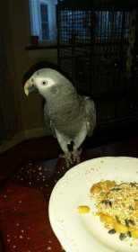 Lost African Grey