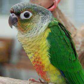 Lost Conure