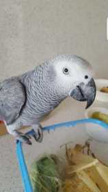 Lost African Grey