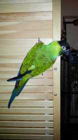 Lost Nanday / Black-Hooded Parakeet