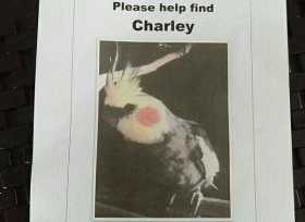 Lost Cockatiel