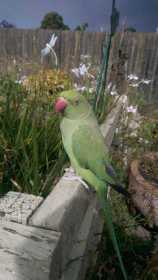 Lost Indian Ringneck Parakeet