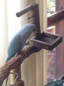 Lost Indian Ringneck Parakeet