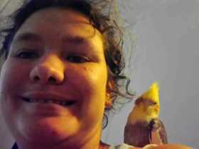 Lost Cockatiel