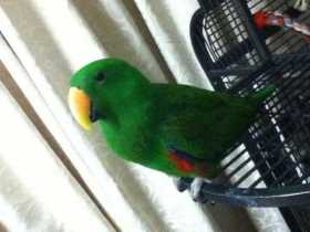 Lost Eclectus