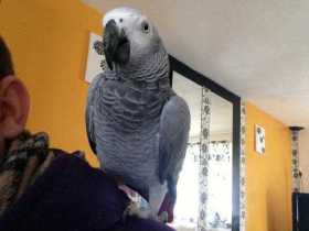 Lost African Grey