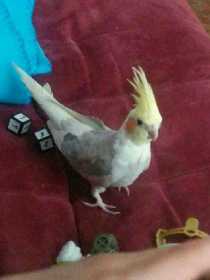 Lost Cockatiel
