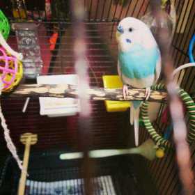 Lost Budgerigar