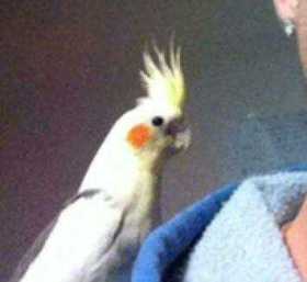 Lost Cockatiel