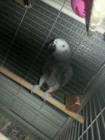 Lost African Grey