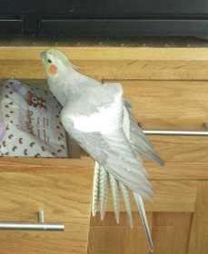 Lost Cockatiel