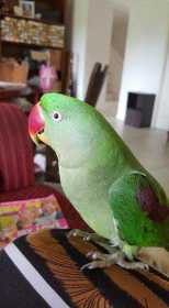 Lost Alexandrine
