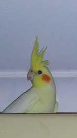 Lost Cockatiel