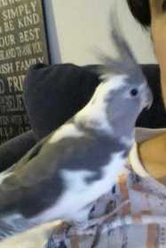 Lost Cockatiel