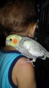 Lost Cockatiel