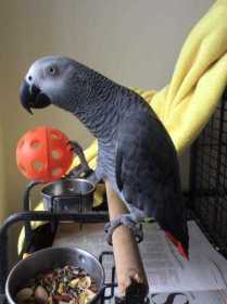 Lost African Grey