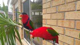 Lost Lory / Lorikeet