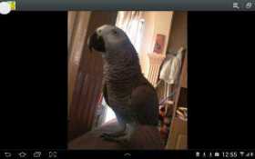 Lost African Grey