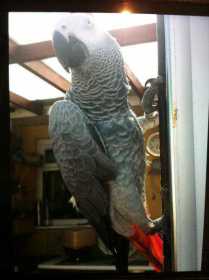 Lost African Grey