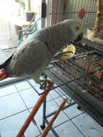 Lost African Grey