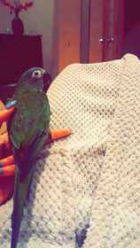 Lost Conure