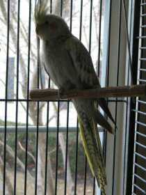 Lost Cockatiel