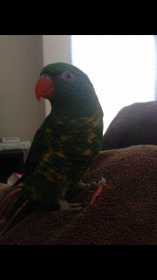 Lost Lory / Lorikeet