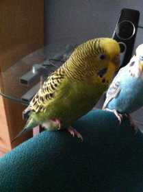 Lost Budgerigar