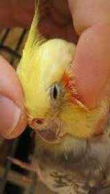 Lost Cockatiel