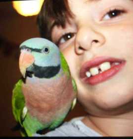 Lost Mustached / Moustached Parakeet