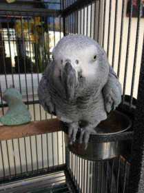 Lost African Grey