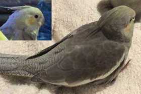 Lost Cockatiel