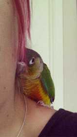 Lost Conure