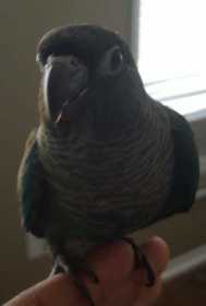 Lost Conure