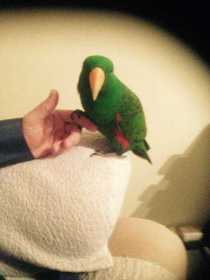 Lost Eclectus
