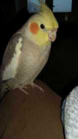 Lost Cockatiel